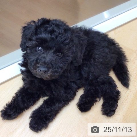 トイ・プードルの写真