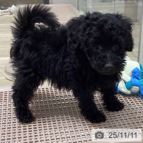 トイ・プードルの写真