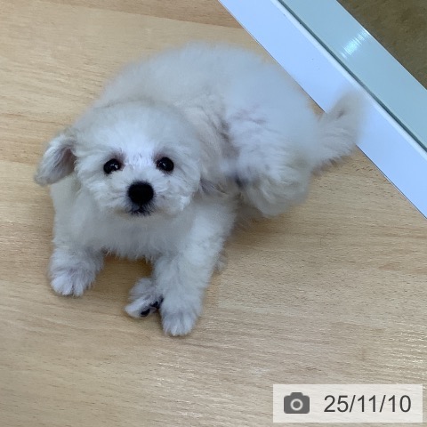 トイ・プードルの写真