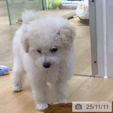 トイ・プードルの写真