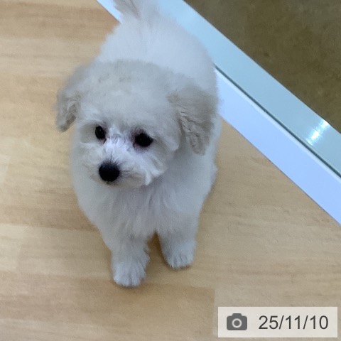 トイ・プードルの写真