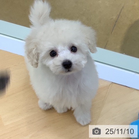 トイ・プードルの写真