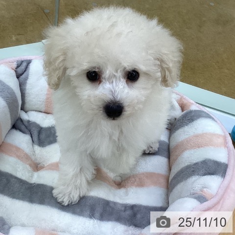 トイ・プードルの写真