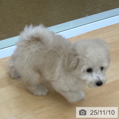 トイ・プードルの写真