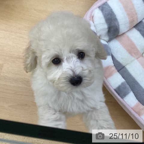 トイ・プードルの写真