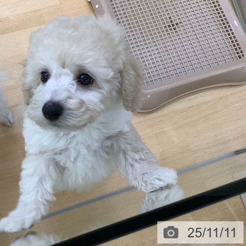 トイ・プードルの写真