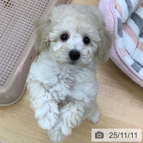 トイ・プードルの写真
