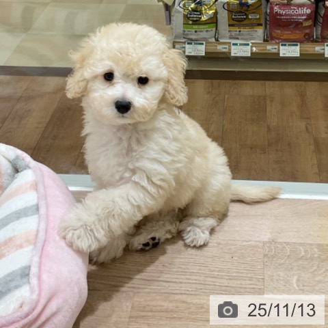 トイ・プードルの写真