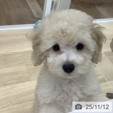 トイ・プードルの写真