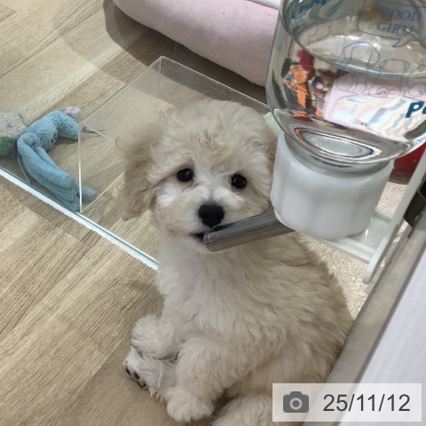 トイ・プードルの写真