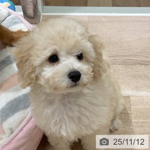 トイ・プードルの写真