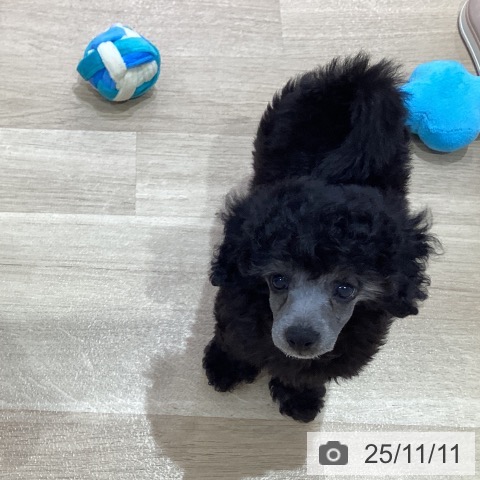 トイ・プードルの写真