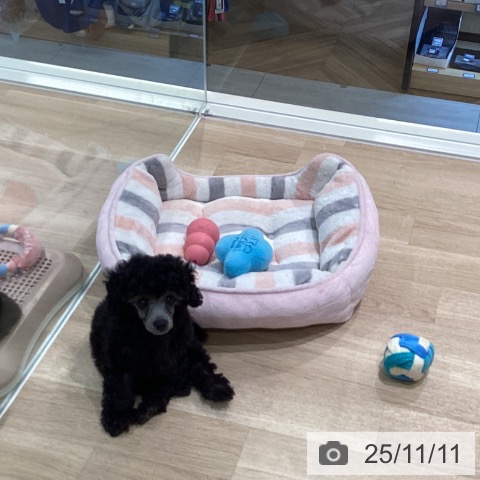 トイ・プードルの写真