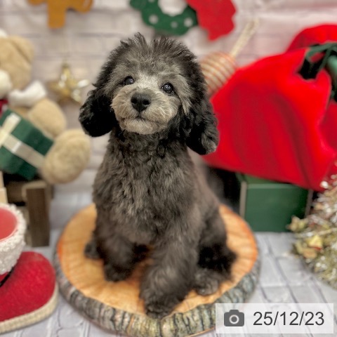 神奈川県のトイプードル(トイ) (ペッツワン 横須賀久里浜店/2025年9月10日生まれ/女の子/シルバー)の子犬の4枚目の画像