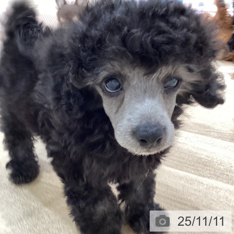 トイ・プードルの写真