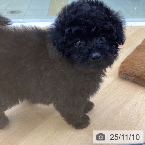 トイ・プードルの写真