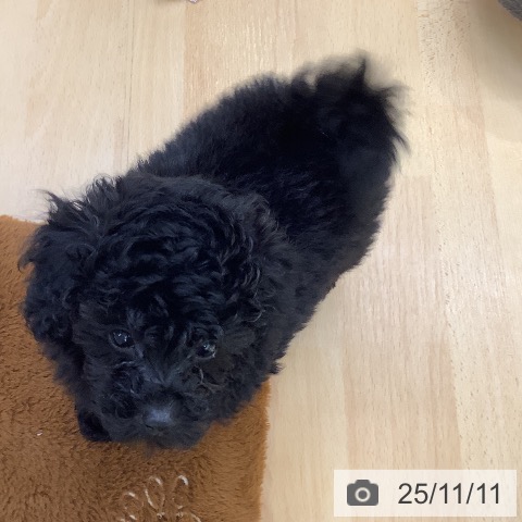 トイ・プードルの写真