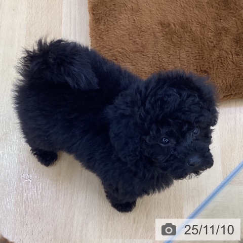 トイ・プードルの写真