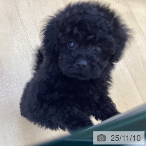 トイ・プードルの写真