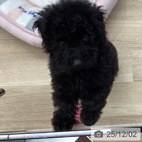 千葉県のトイプードル(トイ) (ペットプラス 船橋店/2025年9月10日生まれ/男の子/ブラック)の子犬の4枚目の画像