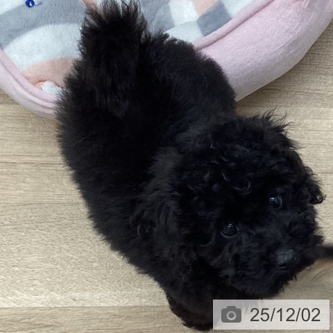 千葉県のトイプードル(トイ) (ペットプラス 船橋店/2025年9月10日生まれ/男の子/ブラック)の子犬の3枚目の画像