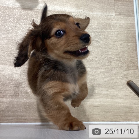 カニーンヘン・ダックスフンドの写真