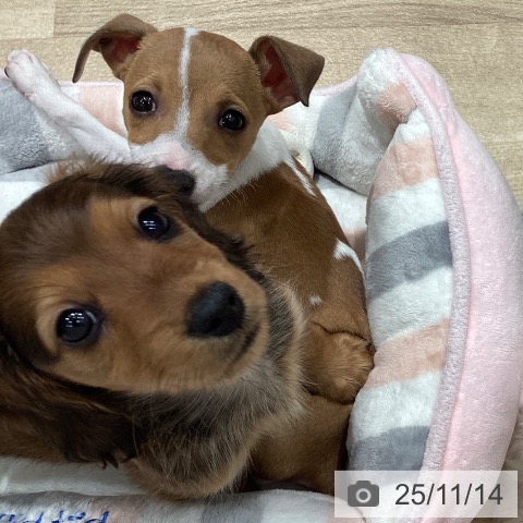 カニーンヘン・ダックスフンドの写真