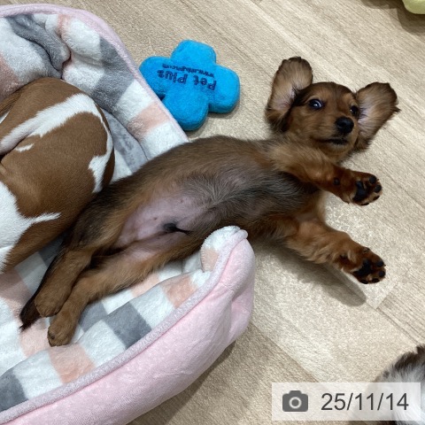 カニーンヘン・ダックスフンドの写真