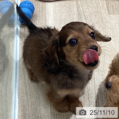 カニーンヘン・ダックスフンドの写真