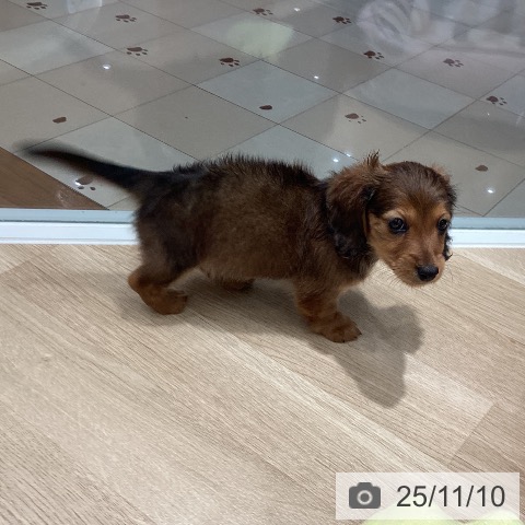 カニーンヘン・ダックスフンドの写真