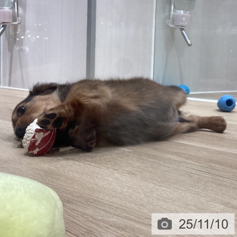 カニーンヘン・ダックスフンドの写真