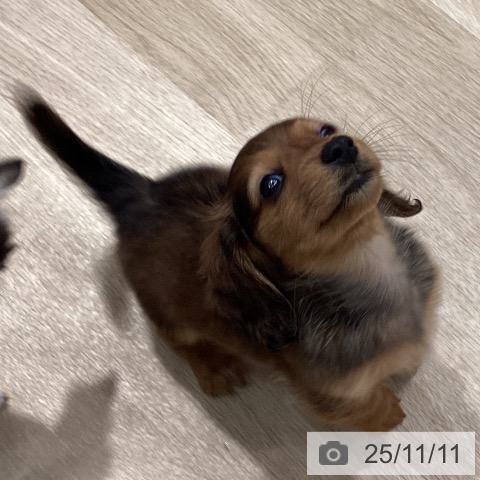 カニーンヘン・ダックスフンドの写真