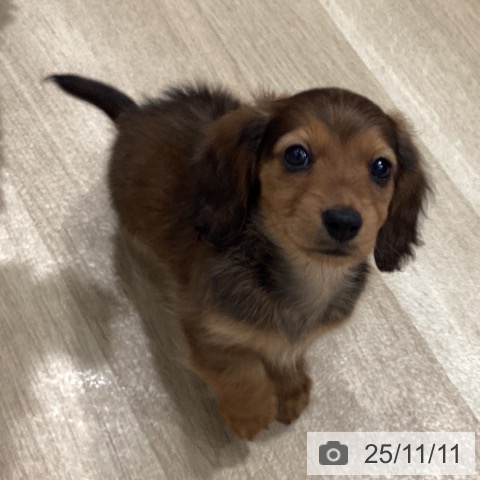 カニーンヘン・ダックスフンドの写真