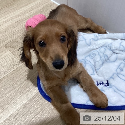 千葉県のカニンヘンダックスフンド(ロング) (ペットプラス 木更津店/2025年9月7日生まれ/男の子/レッド)の子犬の4枚目の画像