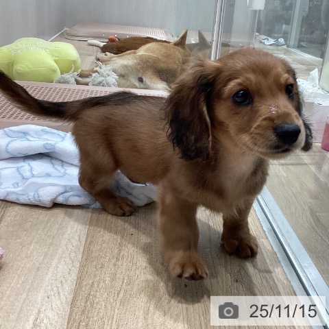 カニーンヘン・ダックスフンドの写真