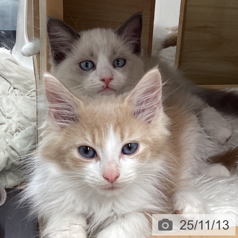 ラグドールの写真