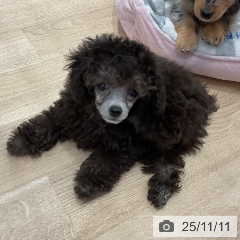 トイ・プードルの写真