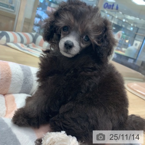 トイ・プードルの写真