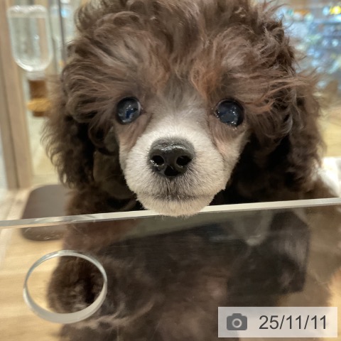 トイ・プードルの写真