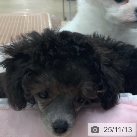 トイ・プードルの写真