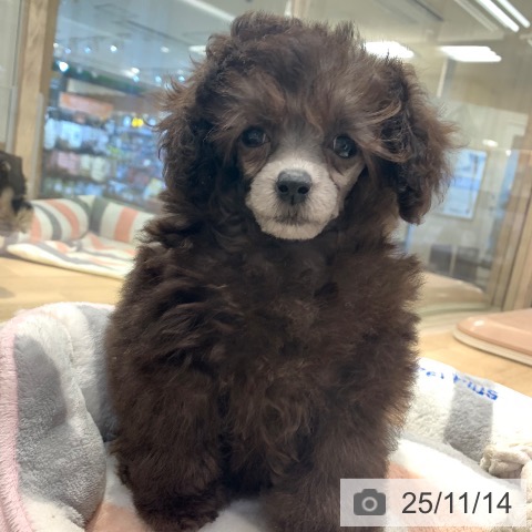 トイ・プードルの写真