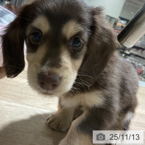 ミニチュア・ダックスフンドの写真