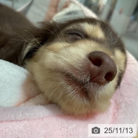 ミニチュア・ダックスフンドの写真