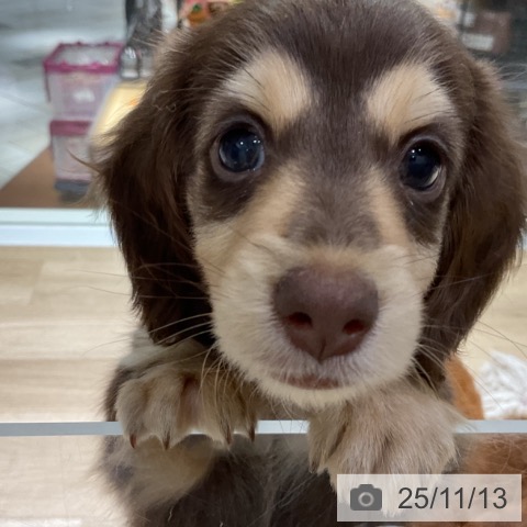 ミニチュア・ダックスフンドの写真