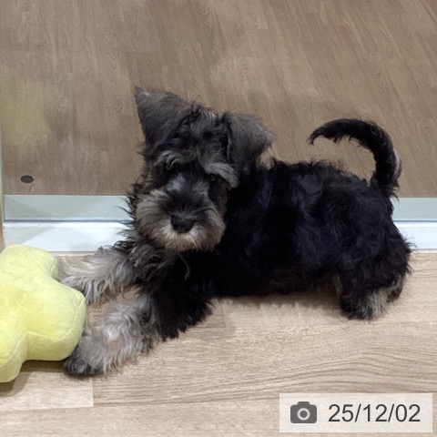 ミニチュア・シュナウザーの写真