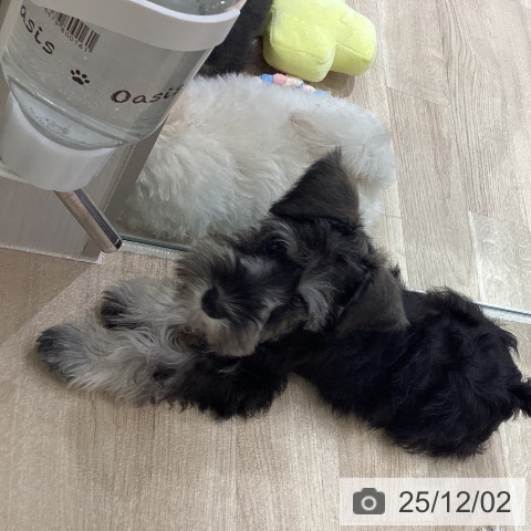 ミニチュア・シュナウザーの写真