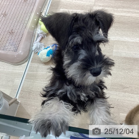 ミニチュア・シュナウザーの写真