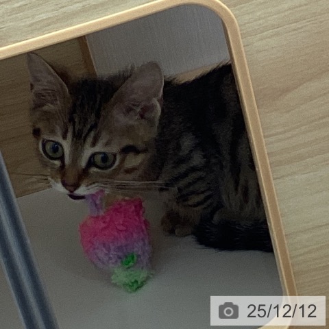 宮城県のマンチカン (ペットプラス 名取店/2025年8月28日生まれ/男の子/ブラウンタビー)の子猫の3枚目の画像