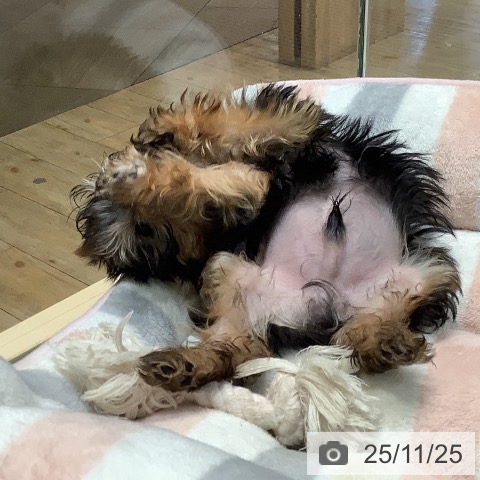 埼玉県のヨークシャーテリア (ペットプラス ららぽーと富士見店/2025年9月10日生まれ/男の子/スチールブルータン)の子犬の4枚目の画像