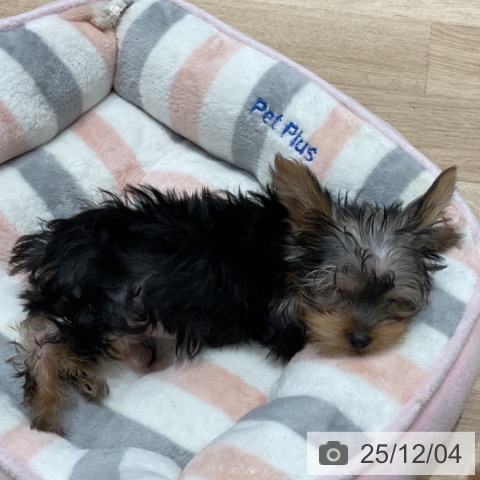 埼玉県のヨークシャーテリア (ペットプラス ららぽーと富士見店/2025年9月10日生まれ/男の子/スチールブルータン)の子犬の3枚目の画像